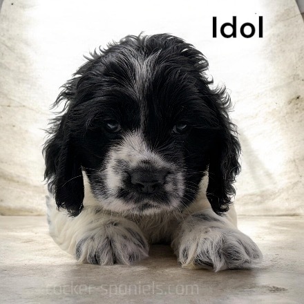 puppy, for, sale, Cocker Spaniel, Joe & Cherri  Overlease, dog, breeder, Miller, MO, dog-breeder, puppy-for-sale, forsale, nearby, find, puppyfind, locator, puppylocator, aca